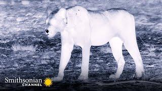 How Lions See & Hunt at Night  Big Cat Country | Smithsonian Channel