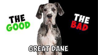 GREAT DANE - PROS & CONS