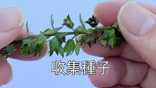 不用買種子也可以種菜？一分鍾學會為草本植物留種子菜心留種，羅勒葉留種紫蘇留種菜心留種.省錢種植.How to collect seed for herbs.#gardeningtips