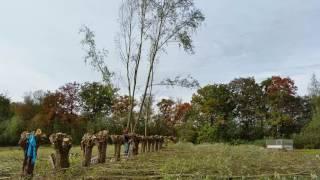 Knotten van wilgen met de kettingzaag op natuurkampeerterrein De Biezen