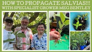 How to propagate Salvias with specialist grower meg Bentley!