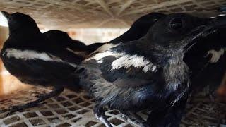 Malam takbiran bongkar burung kacer lokal - ciblek - poksai - cendet - anis kembang - DLL