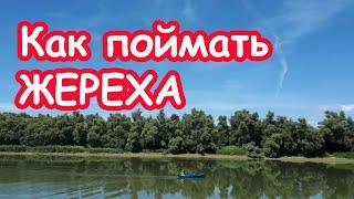 КАК ПОЙМАТЬ ЖЕРЕХА НА СПИННИНГ (РЫБАЛКА В РЕНИ) ЛОВЛЯ ЖЕРЕХА НА ДУНАЕ. ЛОВЛЯ ЖЕРЕХА НА КАСМАСТЕР.