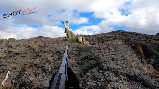 TAVŞAN AVI KEKLİK AVI (ÜZERİME KOŞAN TAVŞAN) Rabbit Hunting Partridge Hunting صيد الارنب صيد الحجل