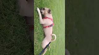 Sammie the dog