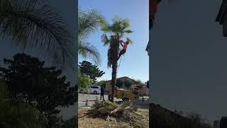 Poda de Palmera windmill 