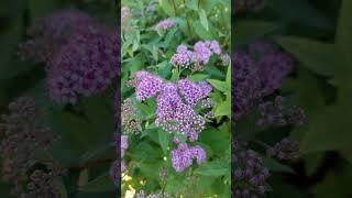 #садовые истории##GARDEN TOUR#GREEN TOUR#УВЛЕЧЕННАЯ САДОМ#САД В СРЕДНЕЙ ПОЛОСЕ#GARDEN daily life#