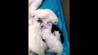 Lucy cat gives birth to 4 kittens