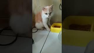 makin sehat nyonya yasmin #shorts #catlover #kucinglucu #cutecat #pecintakucing