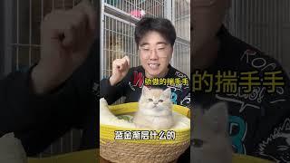 猫咪找家长 又骗我养猫 小奶猫 金渐层 英短金渐层