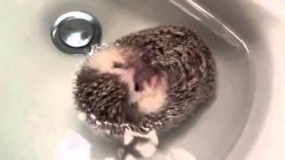 How to bathe a little hedgehog part 2 // Как правильно купать маленького ежика часть 2