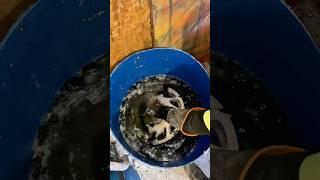 How to Strip Powder Coat from Wheels #powdercoating r