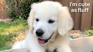 Funny Things My English Cream Golden Retriever Puppy Does