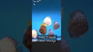 Discus fish, keep them super clean, always