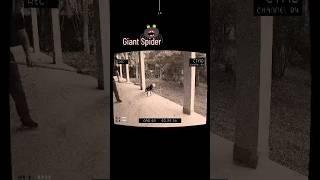 Scariest things caught on camera  || Giant Spider #shorts #giant #scary