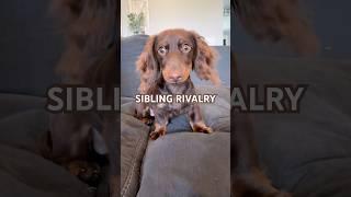 She’s not falling for that! #minidachshund #puppy #dachshund #dachshundpuppy #cutepuppy #cutedog
