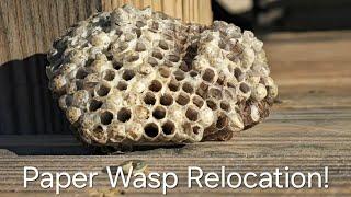 Paper Wasp Relocation | How To SAFELY Remove A Wasp Nest