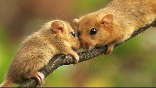 Соня орешниковая (Muscardinus avellanarius) - Hazel dormouse | Film Studio Aves