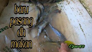 tahan tajur ikan baung.hasil petang hasil pagi (eps42)