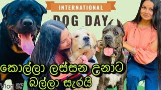 බලු සුරතල් | International Dog Day | Dog show at viharamahadevi park | Dog lovers @WolfyVlogs