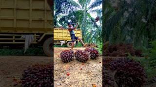 Muat sawit di truk | terpeleset saat lempar buah hampir nyungsep akibat tanah licin #shorts