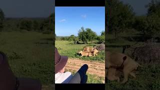 lion first time meeting#short #shorts #shortvideo #ytshorts