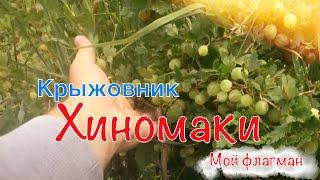 Крыжовник Хиномаки . Флагман , моих крыжовников .