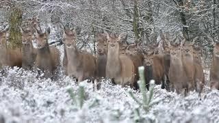 The sound of a roe deer