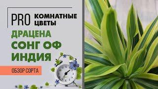 Драцена Сонг оф Индия - обзор сорта драцены рефлекса отогнутая | Южная красотка для интерьера