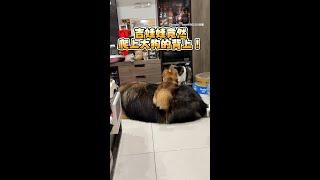 【吉娃娃爬大狗山】調皮爬上去還轉180度換位置超穩XD #Shorts