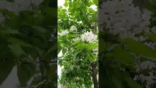 Павловния цветет. Ташкент