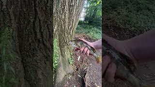 #fishing the #riverstour for #perch using worms #angling #fishcatching #fish #anglingtimes #chub