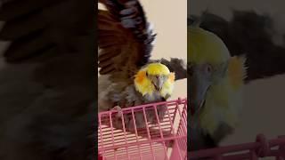 Cookie Song #Cookiesong #cockatiel #parrot #beautifulparrot #cockatielsinging