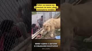 Животные умнее?#животные #лев #прикол #смешно #смешное #смешноевидео #прикол #приколы #смех #класс