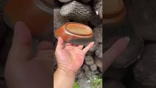 LongHuangYao--Appreciation of Wood-Fired Zisha Teapots – 'Fortune and Treasure' Teapot Stand