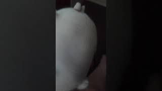 Molang plush