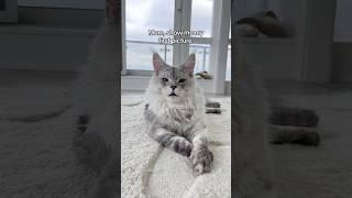 I’m not crying you are #catshorts #mainecooncat #catvideos #cutecats #catbreed #kitty #meowcat