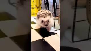 #hedgehogcafe#hedgehogfibres #hedgehogofinstagram#pygmyhedgehogsofinstagram #usa #florida #ewyork