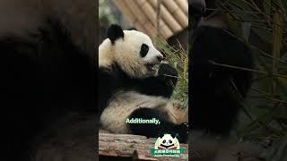 【Panda Encyclopedia】Why Do Giant Pandas Eat Bamboo? | iPanda