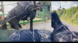 Teaching a Friesian Stallion to Drive as a Pair