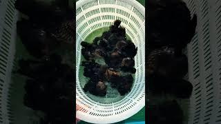 Collection of black goldfish! Pure black goldfish fry will be on sale next year. #goldfish #fish