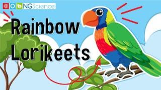 Rainbow Lorikeets