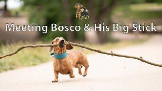 Sausage VLOG 18 - Choco Meeting Bosco & His Big Stick in Hampstead Heath