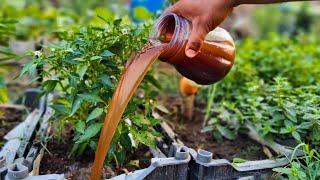 Fruity Explosion! This magic liquid You Double Your Tomato, Pepper & Cucumber Yield