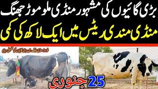 Today Malumor Mandi Jhang Rates Update | Cow Fresh Rates Update | Cow Mandi 2025