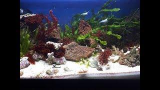My marine planted tank/ display refugium / roslinne akwarium morskie