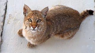 Beautiful Bobcat in our yard as our Cat runs in the house!