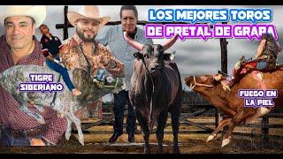 Los mejores toros de Grapa del momento Top 5 jaripeyero