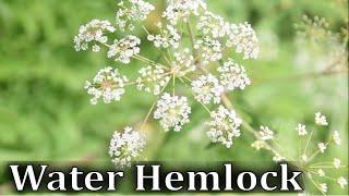 How To Identify Water Hemlock, Cicuta maculata