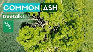 Common Ash Tree - Facts & Identification